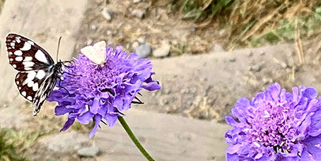 papallones amb flor lila