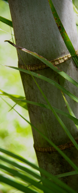 tronc de bambú